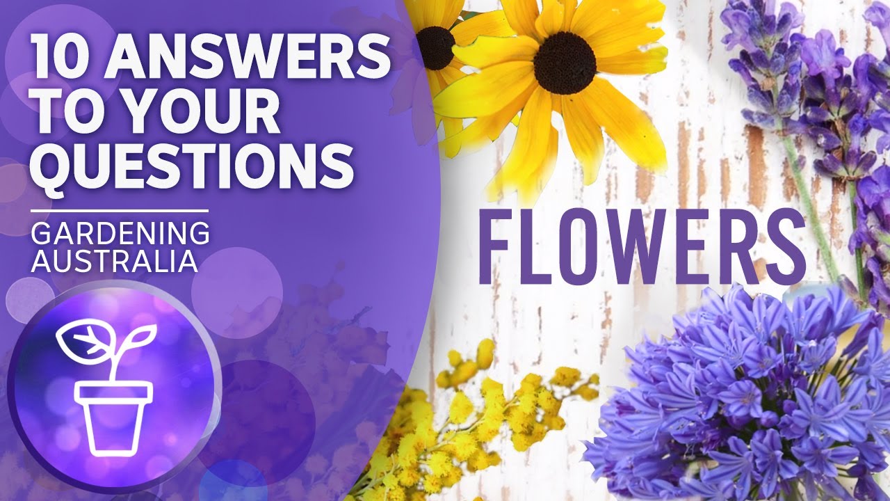 Tips for growing flowers | Your questions, our answers | Gardening Australia