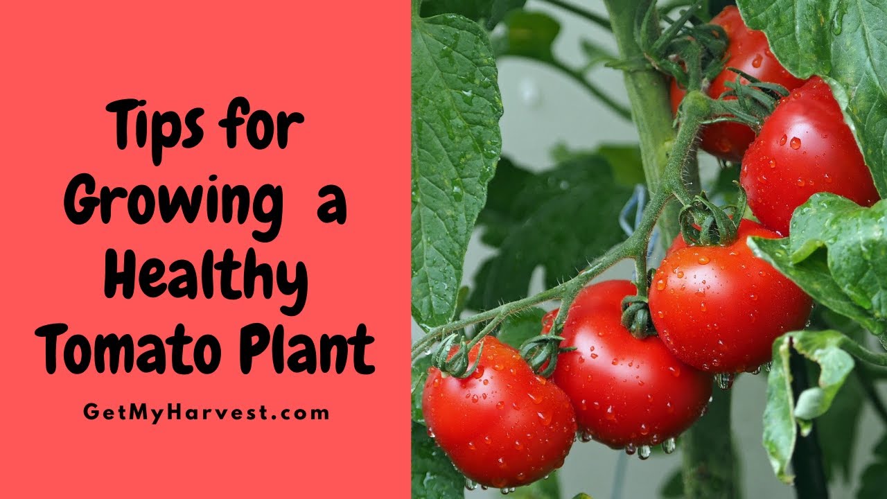 Grow a Healthy Tomato Plant | Tomato Plant care | Vegetable Gardening Tips #Shorts  ????