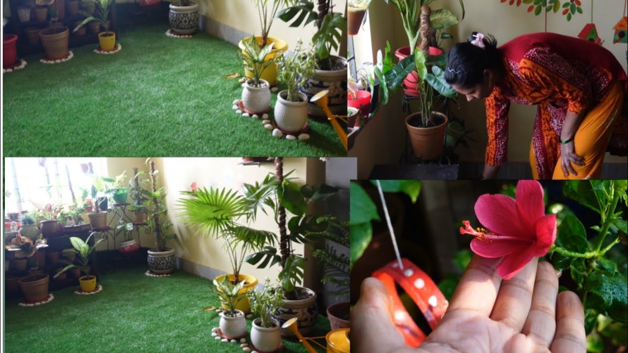 Indoor garden   |Morning routine      |balconygarden