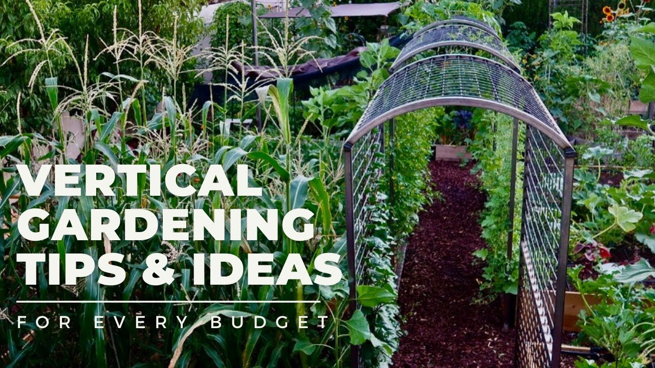 VERTICAL GARDENING TIPS & IDEAS: Why and how to add VERTICAL SPACE to your garden for EVERY BUDGET