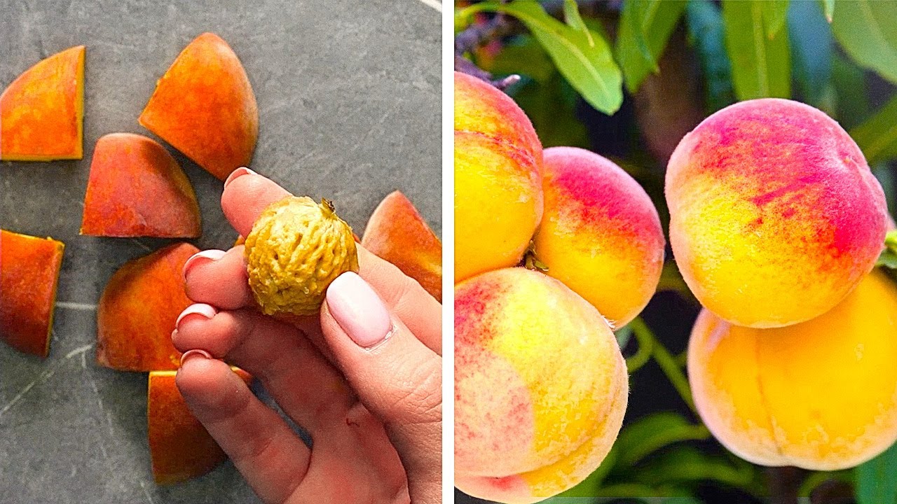 Useful Gardening Hacks || 5-Minute Tips For Growing Fruits And Vegetables!