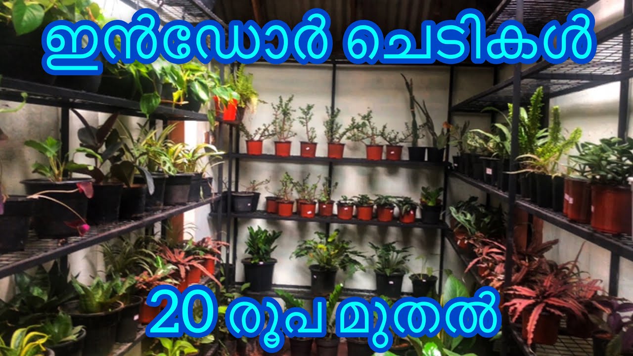 Indoor Plants |അലങ്കാരച്ചെടികൾ|Bose Indoor Garden| Jobin Magic World | Part-1