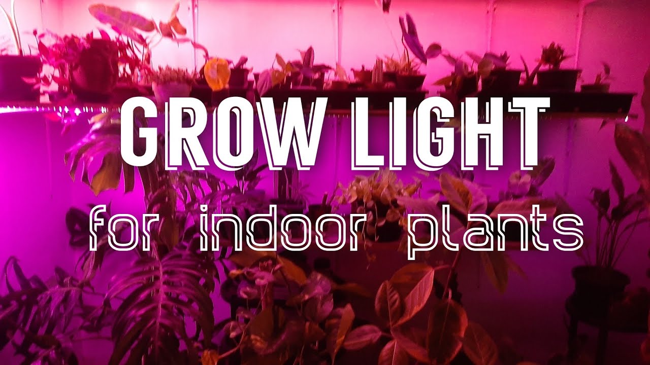 GROW LIGHTS FOR INDOOR GARDENING / Grow lights for cactus and succulents