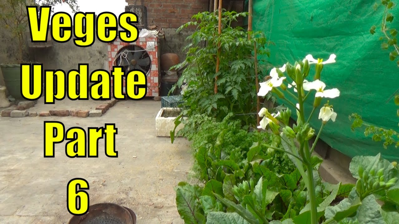 Top 13 Easy To Grow Winter Vegetables For Beginners Part-6