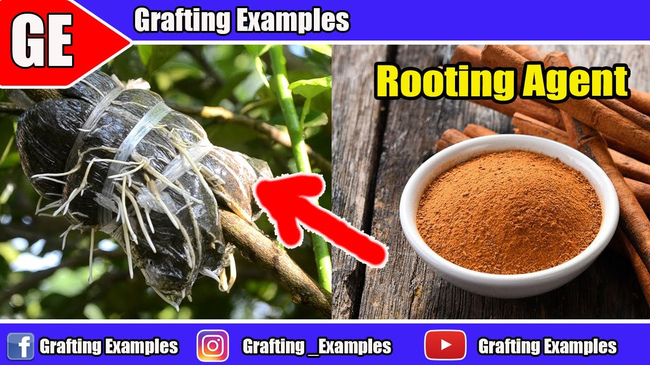 Gardening Idea To Propagate Tree Gardening Hacks Full HD