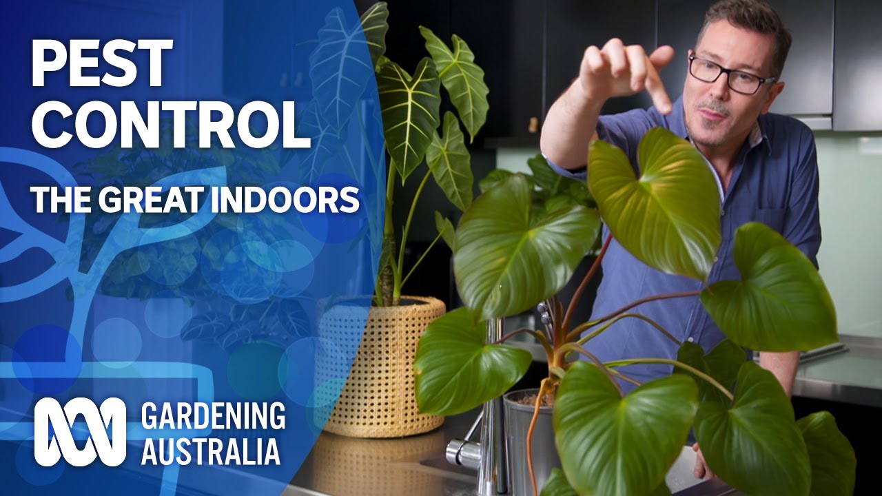 Pest control for indoor plants | The Great Indoors | Gardening Australia