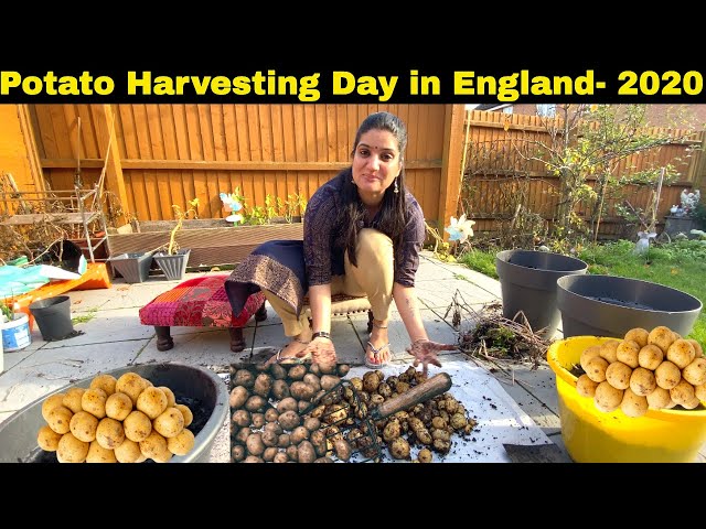 POTATO HARVESTING IN ENGLAND- NOV 2020| VEGETABLE AND KITCHEN GARDEN IN ENGLAND