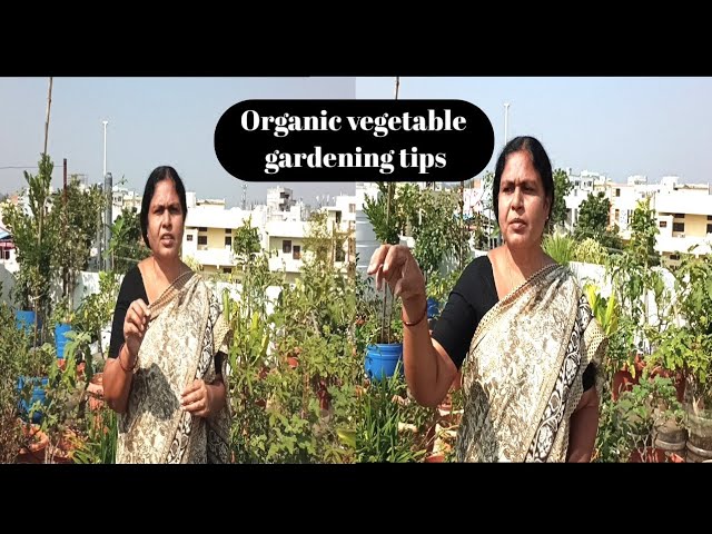Gardening tips. Terrace gardening tips. Midde thota tips. Roof gardening tips.