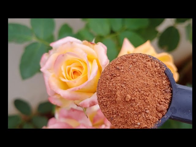 CINNAMON IN GARDEN/Uses of powdered cinnamon or will on Bark Rooting/Gardening Tips