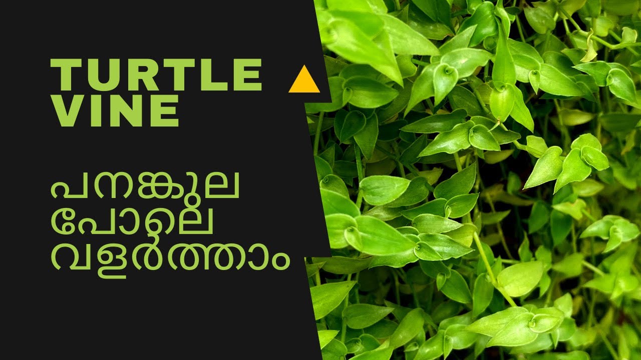 Turtle Vine Care & Gardening Tips in Malayalam|Fast Growing Hanging Plant|Tempting Flavours by Hannu