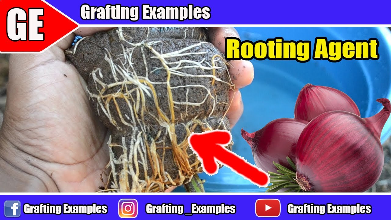 Clever Idea To Propagate Rose Tree Gardening Hacks Full HD