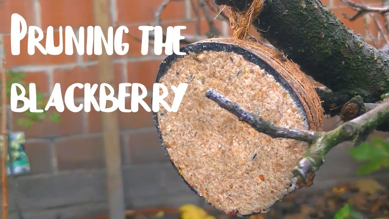 How To Prune Blackberries For Maximum Harvest- Feed Birds  Gardening For Beginners  Gardening Tips