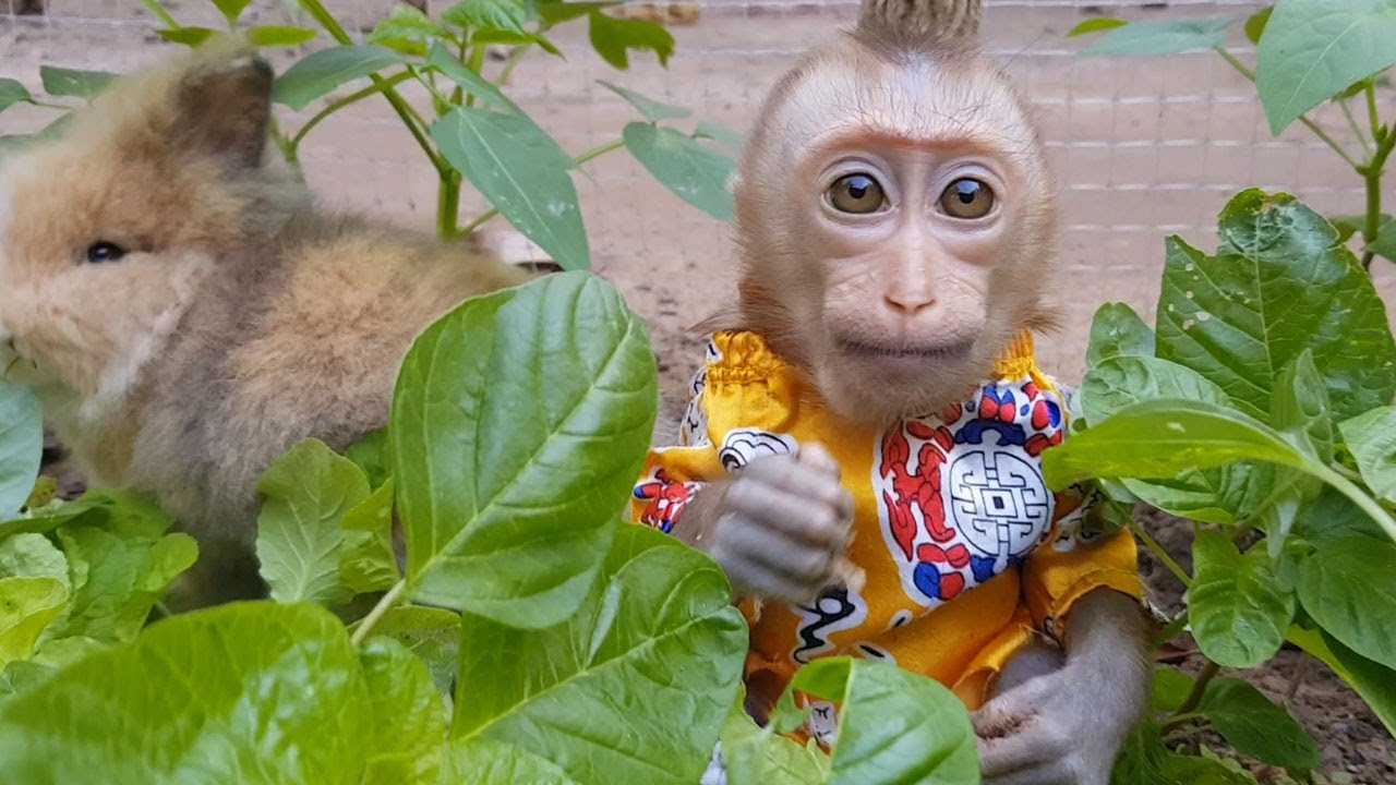 Poor Little Koko Happy Playing With Cute Bunnies In The Vegetable Garden